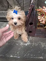 Tino, a male Maltipoo for sale in Black River, NY – 1 of 2