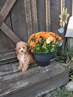 Milo, a male Cavapoo and Maltese for sale in Black River, NY – 1 of 2