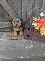 Morkie male, a male Morkie for sale in Black River, NY – 2 of 3
