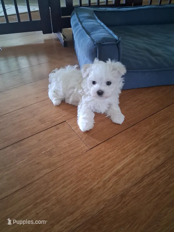 Milo – Maltese puppy for sale in Black River, NY