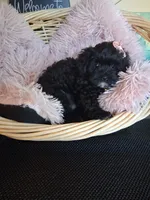 Tica, a female Cavapoo for sale in Black River, NY – 2 of 2
