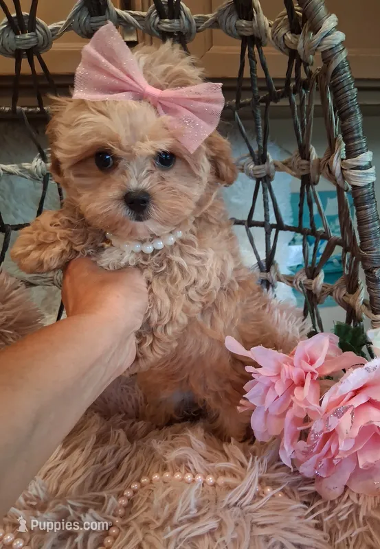 Lilly – Cavapoo puppy for sale in Black River, NY