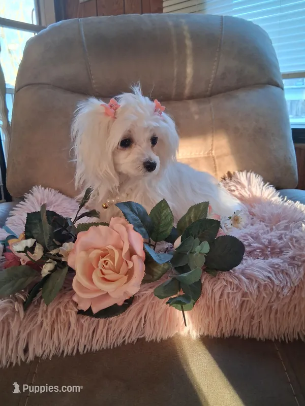 Teacup Tina – Maltese puppy for sale in Black River, NY