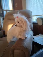 Teacup Tina, a female Maltese for sale in Black River, NY – Photo 2 of 2