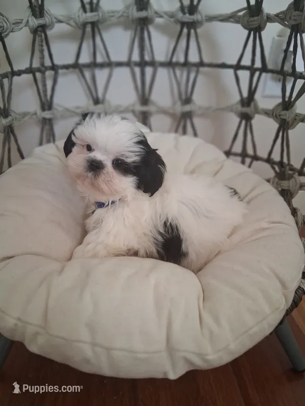 Oreo – Shih Tzu puppy for sale in Black River, NY