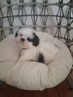 Oreo, a male Shih Tzu for sale in Black River, NY – 1 of 2