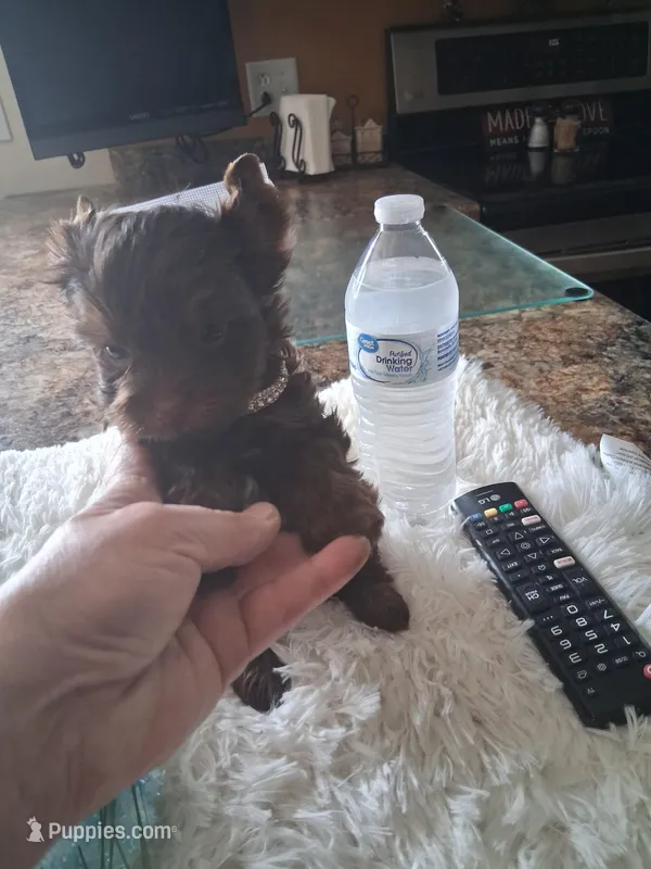 Teacup Tim – Yorkshire Terrier puppy for sale in Black River, NY