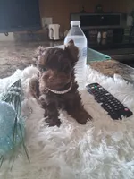 Teacup Tim, a male Yorkshire Terrier for sale in Black River, NY – Photo 2 of 2