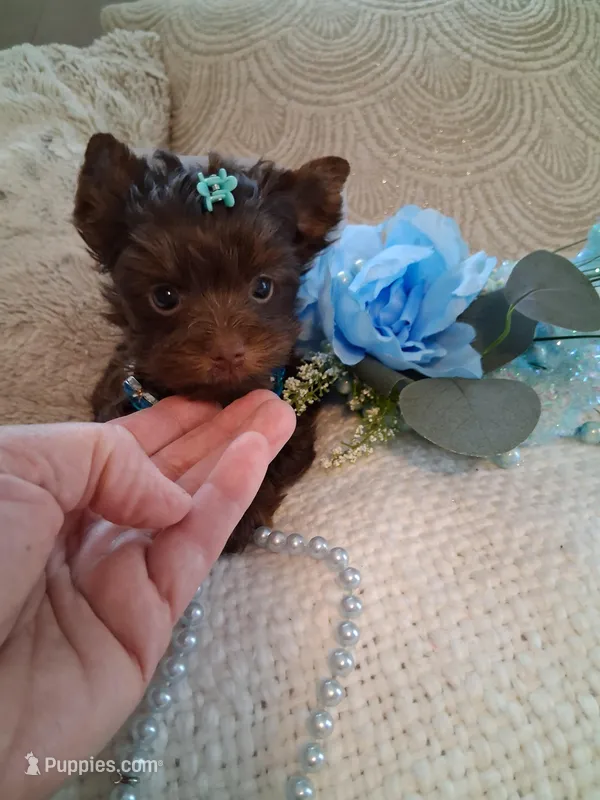 Teacup Tim – Yorkshire Terrier puppy for sale in Black River, NY