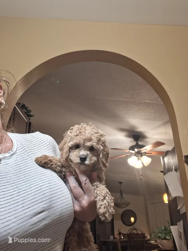 Milo – Cavapoo puppy for sale in Black River, NY