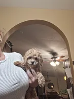 Milo, a male Cavapoo for sale in Black River, NY – 1 of 2