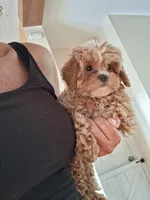 Tilly , a female Cavapoo for sale in Black River, NY – 1 of 1