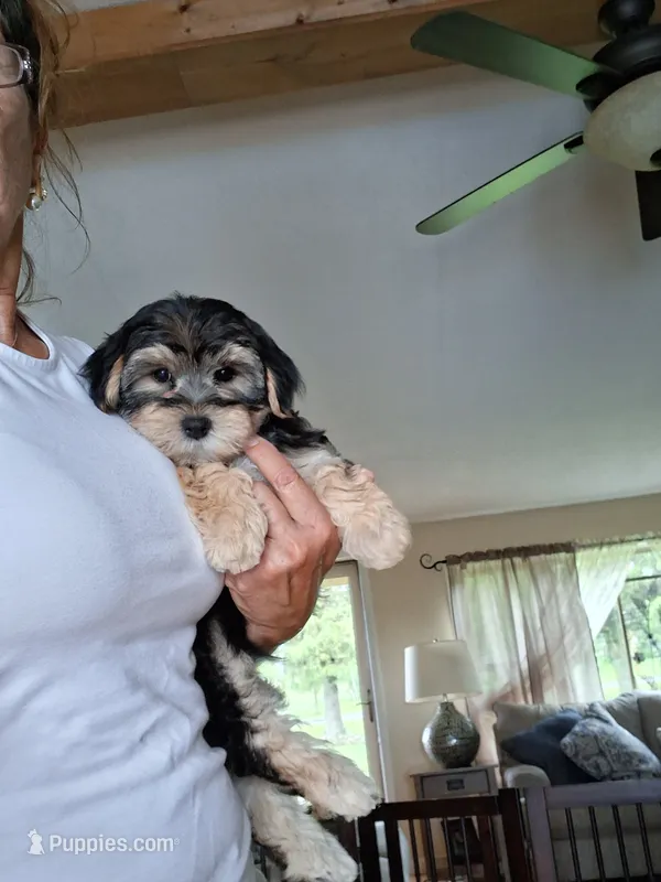 Teddy – Morkie puppy for sale in Black River, NY