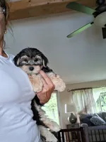 Teddy, a male Morkie for sale in Black River, NY – 1 of 1
