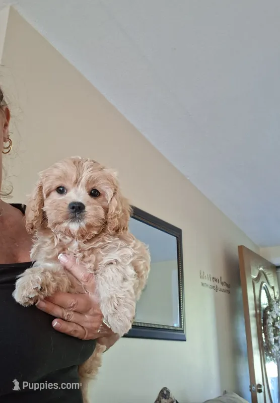 Tina – Cavapoo puppy for sale in Black River, NY