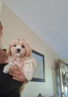 Tina, a female Cavapoo for sale in Black River, NY – 1 of 1