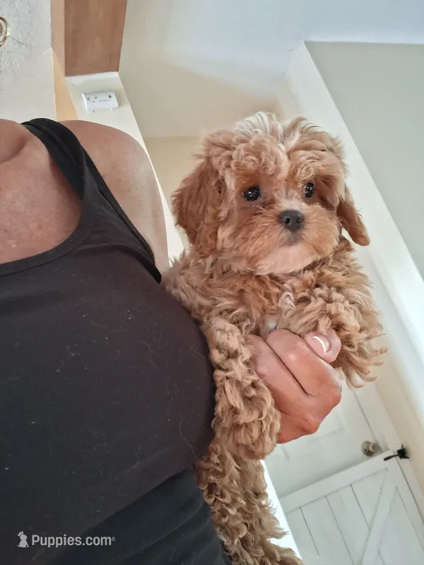 Tilly – Cavapoo puppy for sale in Black River, NY