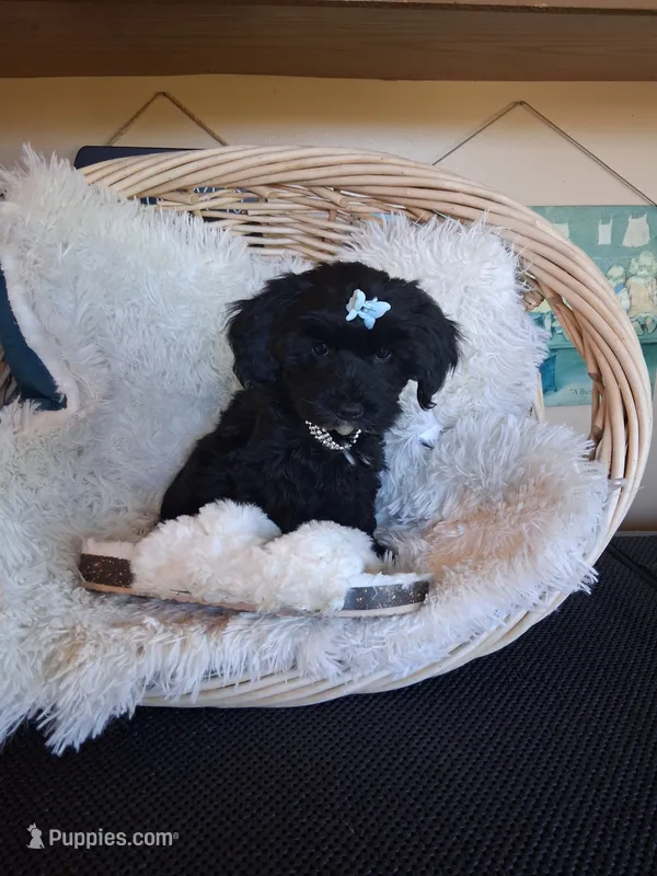 Teddy – Cavapoo puppy for sale in Black River, NY