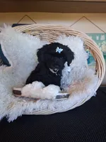 Teddy, a male Cavapoo for sale in Black River, NY – 1 of 2