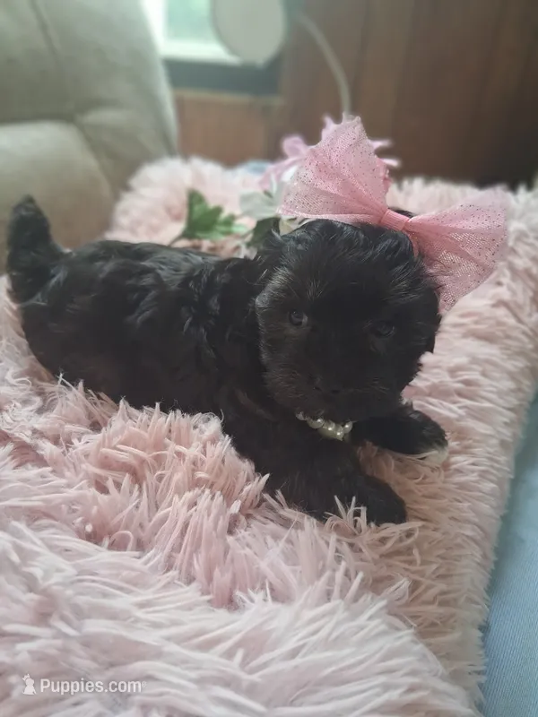 Mia – Morkie puppy for sale in Black River, NY