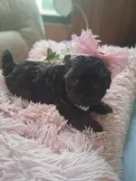 Mia, a female Morkie for sale in Black River, NY – 1 of 1