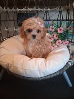 Tica, a female Cavapoo for sale in Black River, NY – 2 of 2