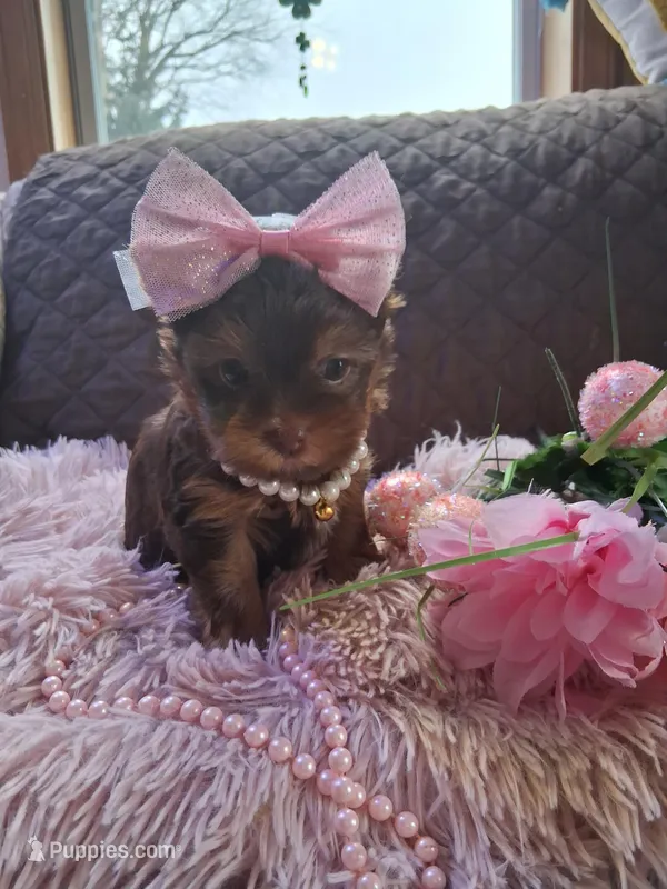 Tootsie  – Yorkshire Terrier puppy for sale in Black River, NY