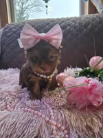 Tootsie , a female Yorkshire Terrier for sale in Black River, NY – Photo 1 of 3