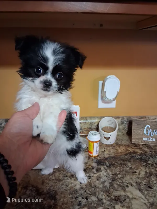 Teddy – Shih Tzu puppy for sale in Black River, NY