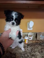 Tico, a male Shih Tzu for sale in Black River, NY – Photo 2 of 2