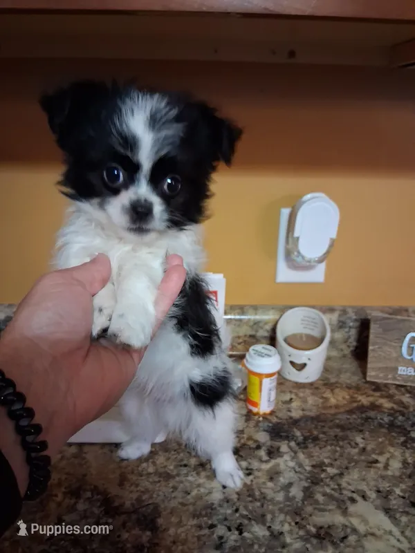 Tico, a male Shih Tzu for sale in Black River, NY – Photo 1 of 2