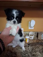 Tico, a male Shih Tzu for sale in Black River, NY – Photo 1 of 2