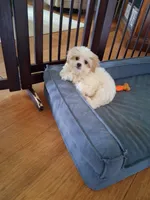 Bow, a male Bichpoo for sale in Black River, NY – 2 of 2