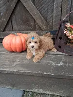 Milo, a male Maltipoo for sale in Black River, NY – 2 of 2