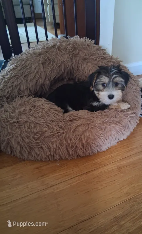 Teddy – Morkie puppy for sale in Black River, NY