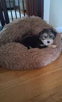 Teddy, a male Morkie for sale in Black River, NY – 1 of 1