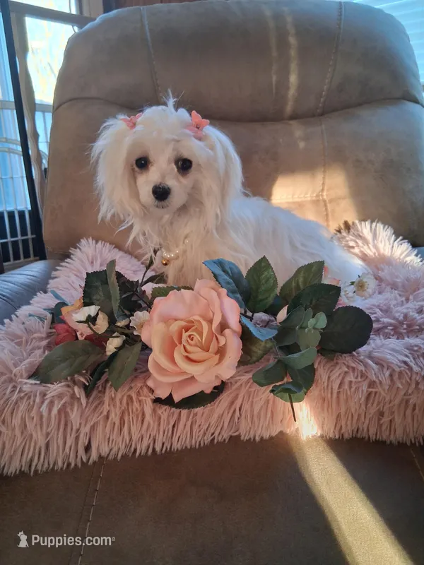 Teacup Tica – Maltese puppy for sale in Black River, NY