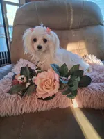 Teacup Tica, a female Maltese for sale in Black River, NY – Photo 1 of 3