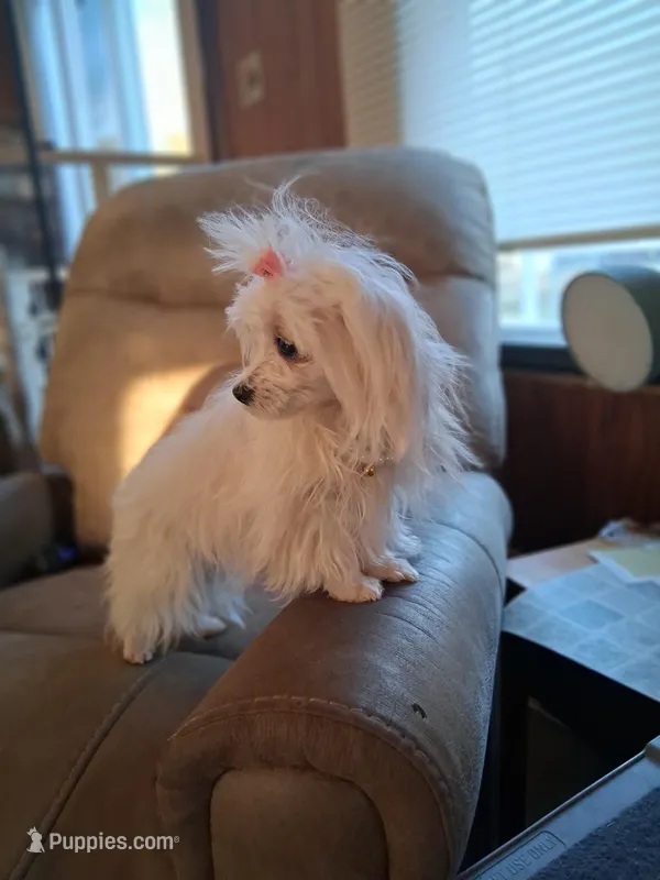 Teacup Tica – Maltese puppy for sale in Black River, NY