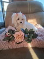 Teacup Tica, a female Maltese for sale in Black River, NY – Photo 3 of 3