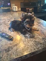 Lilly, a female Yorkshire Terrier for sale in Black River, NY – 2 of 2