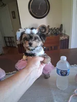 Tiny tina, a female Morkie for sale in Black River, NY – 2 of 2