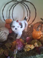Glory imperial , a female Shih Tzu for sale in Black River, NY – 2 of 2