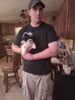 Milo, a male Morkie for sale in Black River, NY – 2 of 2