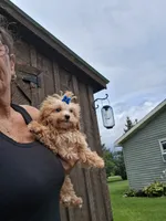 Tino, a male Maltipoo for sale in Black River, NY – 2 of 2