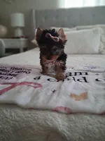 Lola, a female Yorkshire Terrier for sale in Black River, NY – 2 of 2