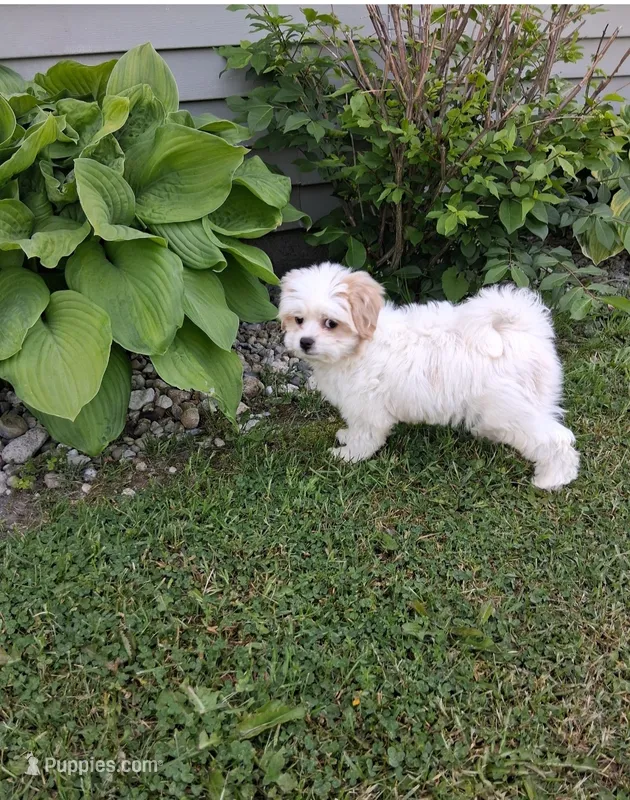 Toby – Bichpoo puppy for sale in Black River, NY