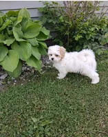 Toby, a male Bichpoo for sale in Black River, NY – 1 of 1