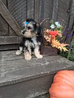 Toby, a male Morkie for sale in Black River, NY – 2 of 2