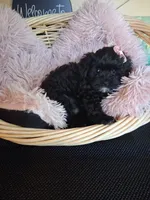 Tica, a female Cavapoo for sale in Black River, NY – 1 of 2